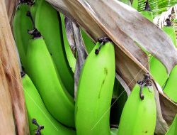 Green Banana Salad