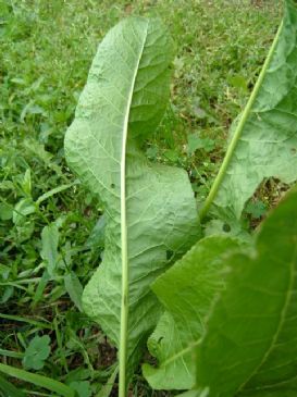 Healthy Horseradish Greens