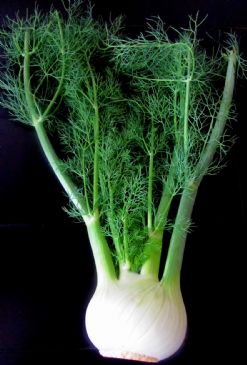 Fennel Soup in the Raw