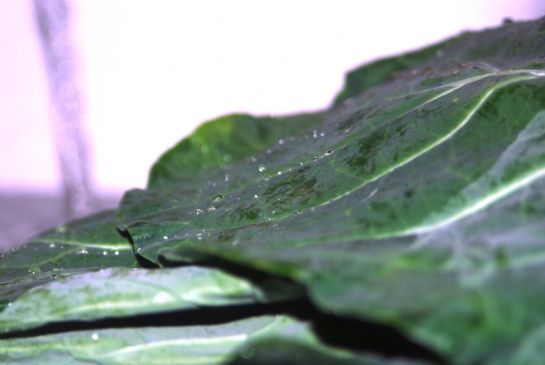 Farmer's Market: Basic Collard Greens