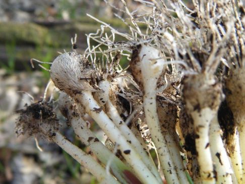 Wild onions and eggs