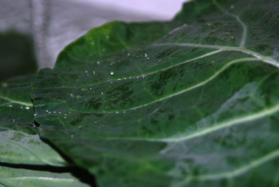 Farmer's Market: Basic Collard Greens