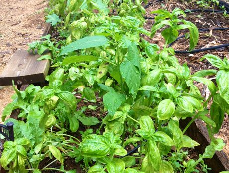 Green Basil Pesto