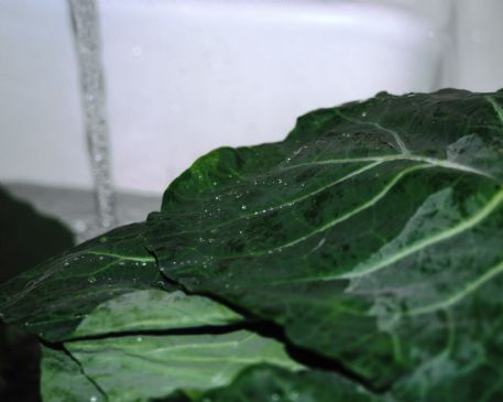 Farmer's Market: Basic Collard Greens