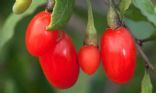 Goji berry and chicken soup for colds and flu